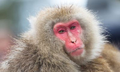 Snow Monkeys in Onsen, Japan