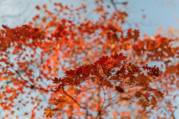 Autumn in forest - maple leaves in sunlight.