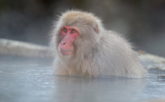 Snow Monkeys in Onsen, Japan