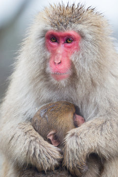 Snow Monkeys in Onsen, Japan