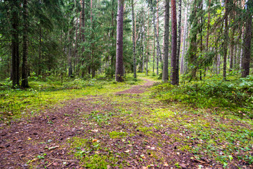 path in the forest