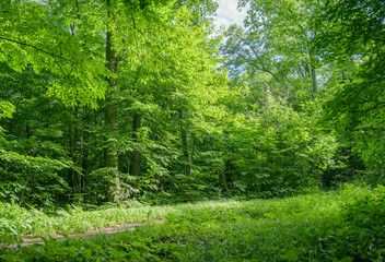 Fototapeta na wymiar In summer forest. Natural background.