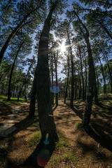 summer woods in spain 10