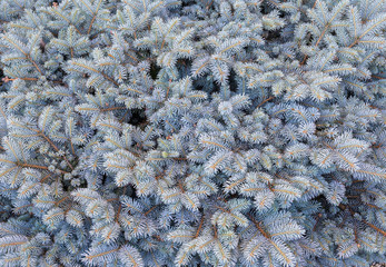 Pine branches. Selective focus. Shallow depth of field.