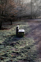 Park view in winter light