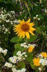 bright sunflowers on a large field on a sunny day