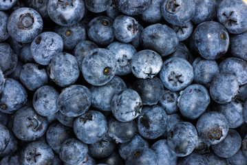 Ripe blueberry background macro shot. Organic fruits for natural wallpapers