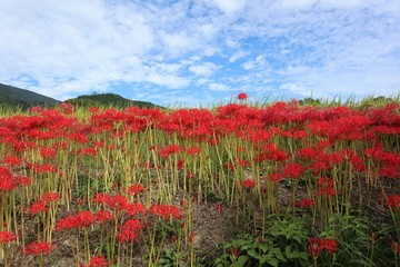 奈良　彼岸花ロード
