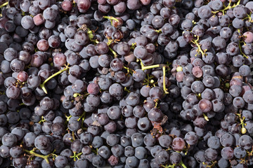 Fresh red grapes background