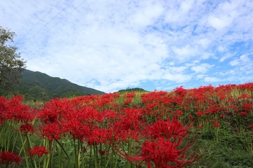 奈良　彼岸花ロード
