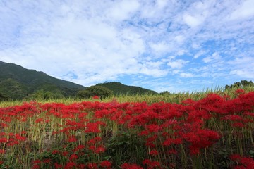 奈良　彼岸花ロード