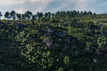 landscape with trees and blue sky