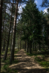 path in the forest