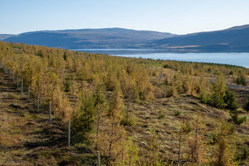 Schonung junger Nadelbäume am Hvalfjörður / Hvalfördur. 