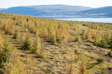 Fototapeta na wymiar Schonung junger Nadelbäume am Hvalfjörður / Hvalfördur. 