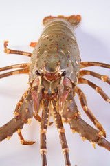 Lobster
