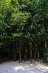 Green young bamboo at the daytime