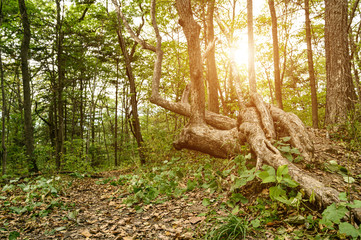 Fototapeta premium In summer forest. Natural background.