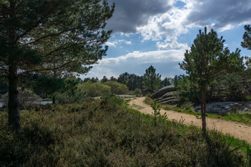 Obraz premium trees and sky