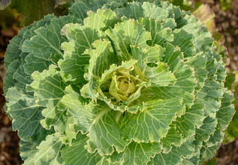 Decorative cabbage in garden. Selective focus.