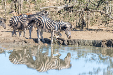 Fototapeta na wymiar Burchells zebras entering a muddy waterhole