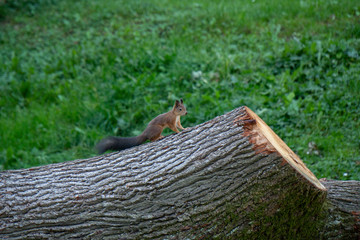 Eichhörnchen sitzt auf umgefallenen Baum