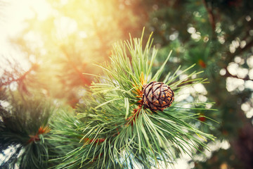 Green coniferous cedar ripe pine cones on tree branch forest sunlight. Concept harvesting and...