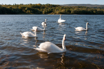 white swans on an autumn lake on a sunny day
