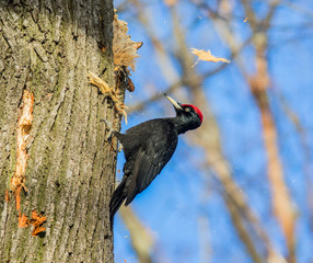 Black woodpecker (Dryocopus martius) knock a dry tree
