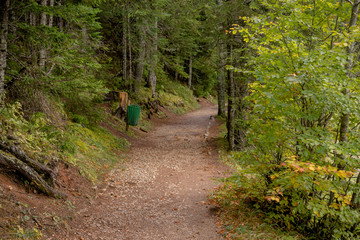 path in the forest