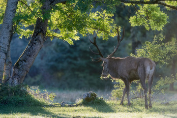 Fototapeta premium Deer in the forest (Cervus elaphus)