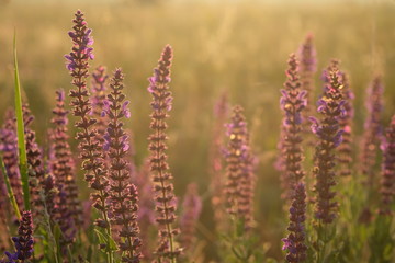 Dawn in a sage field. Beautiful landscape on sunrise