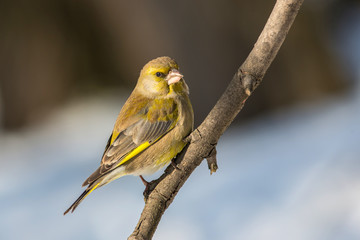 Obraz premium Bird European greenfinch (Chloris chloris)
