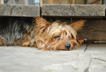 Sad shaggy Yorkshire terrier lying and hiding sad beautiful dog  eyes need groomer. Dog grooming....
