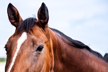 Obraz premium Horse Portrait . A beautiful and proud animal . The Thoroughbred