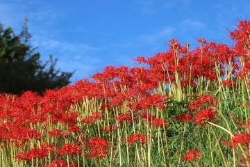 奈良　彼岸花ロード