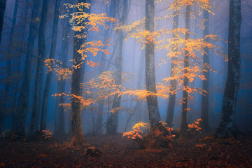 Fototapeta fantasy moody forest in autumn obraz