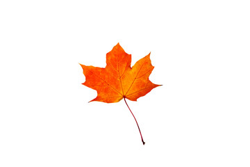 Red orange maple leaf isolated on white