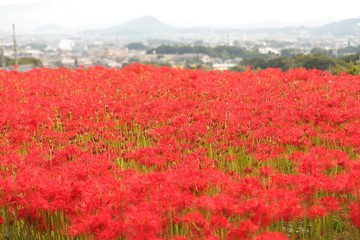 奈良　彼岸花ロード