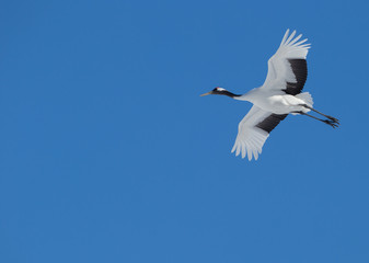Fototapeta na wymiar Japanese cranes on the clear blue sky