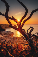 A curved tree on a cliff with the sunset and the coastline in the background. Postcard view of the holidays. Praia da Marinha, Famous Beach, Algarve Coast, Lagoa, Portimao in South Portugal, Atlantic 
