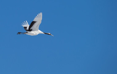 Japanese cranes on the clear blue sky