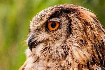 Close-up portrait of an owl head