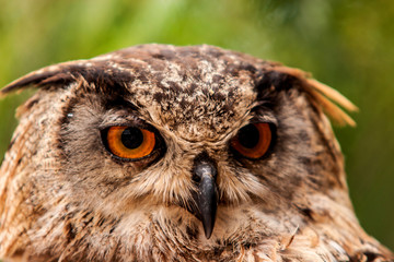 Close-up portrait of an owl head