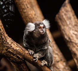 Common marmoset (Callithrix jacchus)