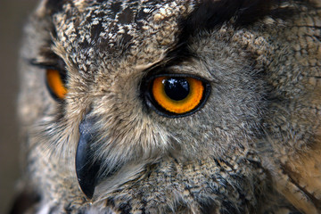 Close-up portrait of an owl head