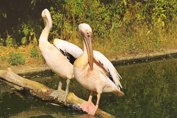 Pelecanus. Pelicans near the water. Sea bird