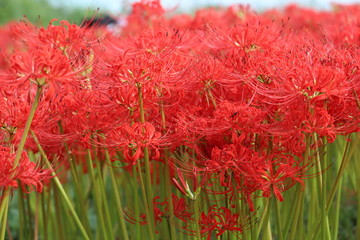 奈良　彼岸花ロード