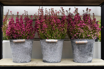 Cultivated common heather flowers in metal buckets