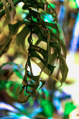 Young green colorful foliage of monstera plant, tropical exotic plant. Natural pattern, bright exotic background